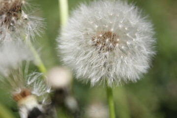 still untouched snow-white dandelion flower