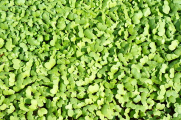 Young shoots of white mustard (Lat. Sinapis alba), background