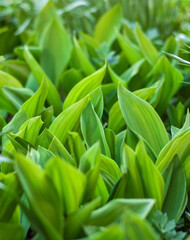 Green leaves, natural background, selective focus