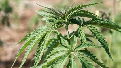 Single young cannabis hemp plant growing growing from dirt moving in wind with sun shining. Slow motion, tilt movement