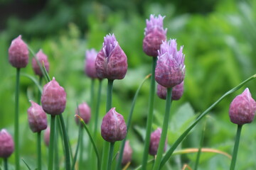 Buds of decorative onions in the meadow