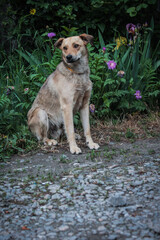 Lonely homeless kind dog, spring, flowers