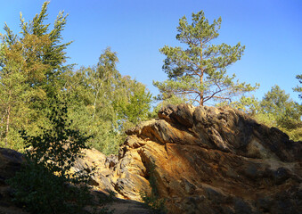 Fototapeta na wymiar Lone pine tree on red rock in the autumn scenery.