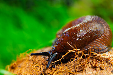 brown slug crawling on a tree stump against a grass background