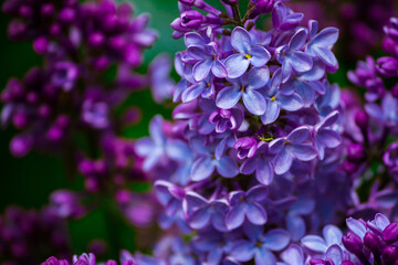 macro of  purple lilac flowers
