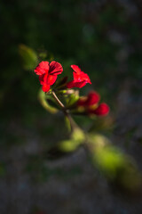 Red Salvia plant flower in the evening sunset in very shallow focus. it is called Hot Lips