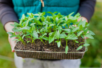 Close-up of the gardener's hands holding a container with pepper seedlings  on a green background. Growing organic vegetables in the backyard garden.