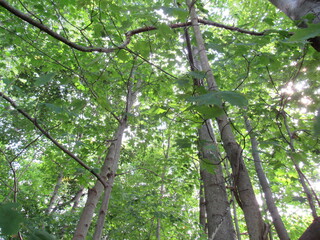 Fototapeta premium Sunshine through the trees.