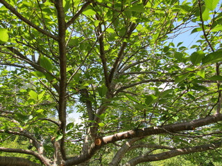 Green leaves in the forest.