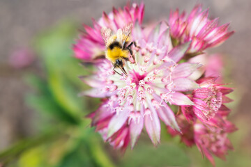 The antena of a bee collecting nectar from the stamen of a pink flower, Astrantia Major Claret