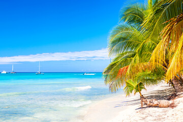 Palm trees on the caribbean tropical beach. Saona Island, Dominican Republic. Vacation travel background