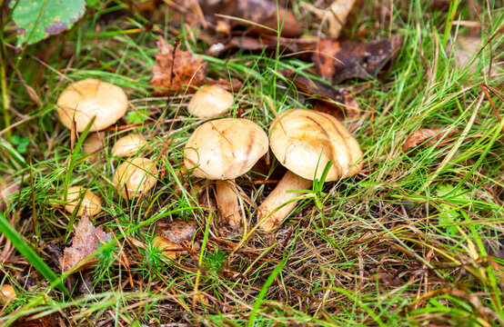 Forest edible mushrooms on the grass