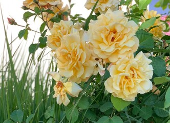 yellow roses flowers blooming sunshine blossom shining garden nature 