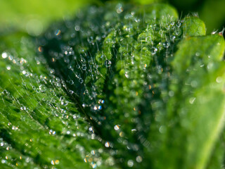 Dew drops on a strawberry leaf. Macrophotography. Home gardening.