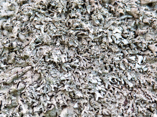Gray moss close-up. The texture of the moss.
