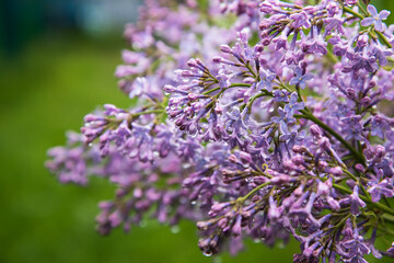 Close-up of lilac flowers after the rain. The may storm. Water drops on flowers.