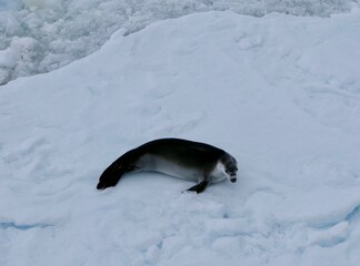 Obraz premium Screaming crabeater seal on ice floe in antarctic ocean, Antarctica