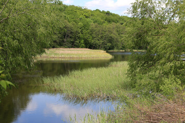 The landscape of green grass, trees and lake