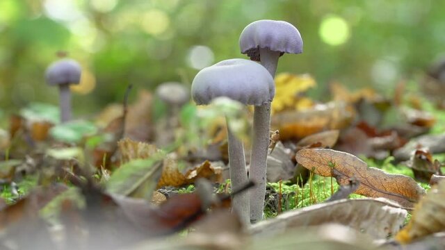 Close-up lockdown shot of small mushrooms growing amidst fallen leaves in forest - Steigerwald, Germany