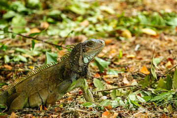 iguana on tree
