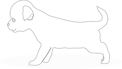 Chihuahua puppy standing sideways on its paws, contour