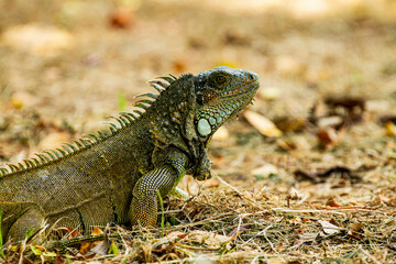 iguana on tree