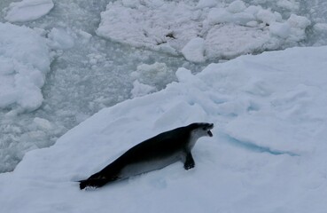 Obraz premium scared crabeater seal on ice floe in antarctic ocean, Antarctica