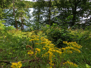 Fototapeta na wymiar yellow flowers in the woods