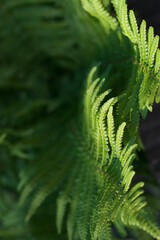 farn im wald mit organischer form als hintergrund