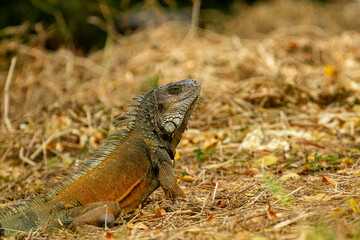 iguana on tree
