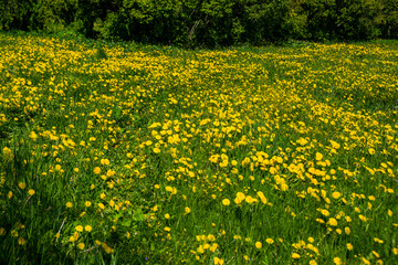 Russia, Saint Petersburg: dandelion flower on a green meadow