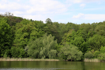 The landscape of green grass, trees and lake