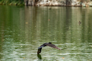 duck in the water