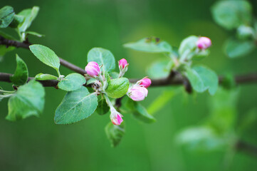 Naklejka na ściany i meble blooming branch of an Apple tree