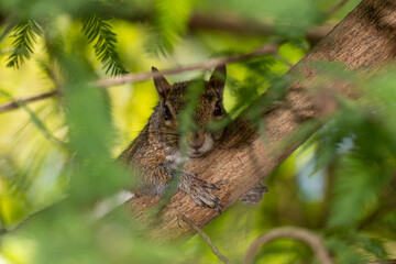 South Florida Urban Nature Photography