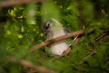 Obraz premium South Florida Urban Nature Photography