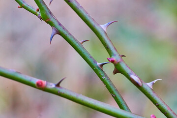 Detail of Plant Thorns