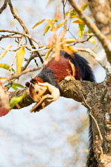 Malabar Giant Squirrel or Ratufa indica in a forest in Thattekkad, Kerala, India