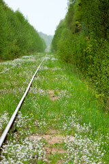 Beautiful wallpaper spring bright green grass and white flowers on a abandoned railway in russian outback town Ostashkov surrounded by forest