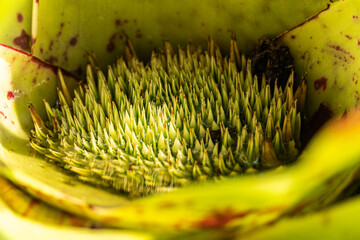 South Florida Urban Nature Photography