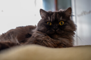 British shorthair kitten with orange eyes and variegated brown cat in bed