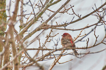Red Bird in Tree winter