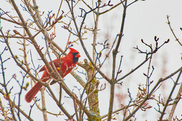 Red Cardinal Male in Tree winter