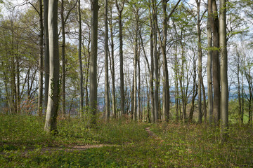 spring in a forest with green lush plants swabian area in Germany