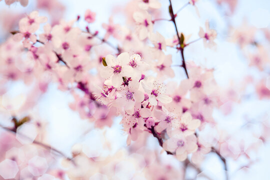Beautiful artistic fantastic toned floral image of spring nature. Branches of blossoming cherry branch. Selective focus.