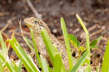 South Florida Urban Nature Photography