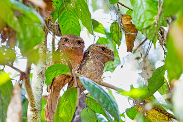 A pair of Srilankan Frogmouth or Batrachostomus moniliger camouflaged in the woods, Thattekkad, Kerala, India
