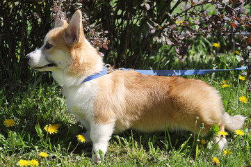 Welsh Corgi Pembroke on a leash stands