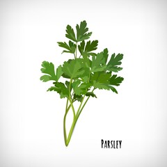 Image of parsley fresh leaves spice plant . Herb vector elements for web design.