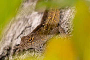 South Florida Urban Nature Photography